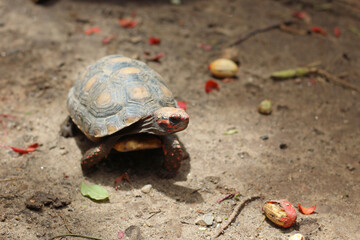 Cute small baby Red-foot Tortoise in the nature,The red-footed tortoise (Chelonoidis carbonarius) is a species of tortoise from northern South America