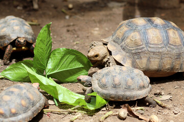 Obraz premium African Sulcata Tortoise Natural Habitat,Close up African spurred tortoise resting in the garden, Slow life ,Africa spurred tortoise sunbathe on ground with his protective shell ,Beautiful Tortoise