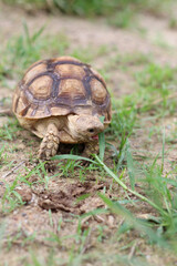 African Sulcata Tortoise Natural Habitat,Close up African spurred tortoise resting in the garden, Slow life ,Africa spurred tortoise sunbathe on ground with his protective shell ,Beautiful Tortoise