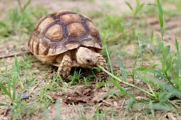 African Sulcata Tortoise Natural Habitat,Close up African spurred tortoise resting in the garden, Slow life ,Africa spurred tortoise sunbathe on ground with his protective shell ,Beautiful Tortoise