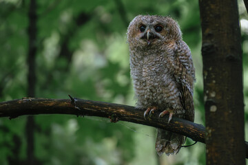 tawny owl perched on tree