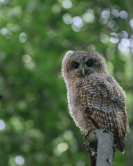 tawny owl perched on branch
