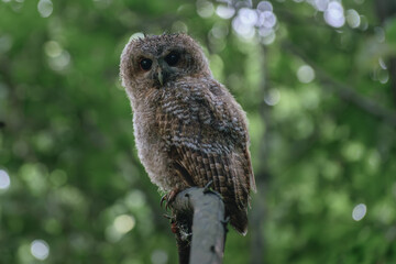 tawny owl perched on branch