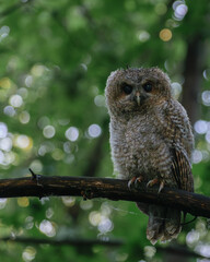 tawny owl perched on branch