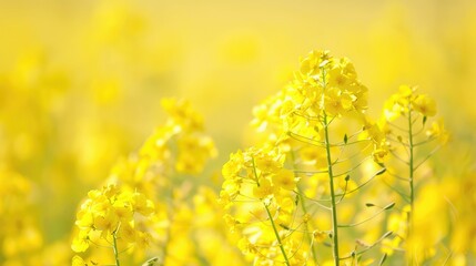 Obraz premium Bright blooms of canola plants