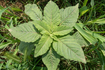 Amaranthus retroflexus Pigweed