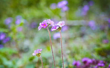 Stalkless Primrose, Primula sessilis, at valley of Flowers 
