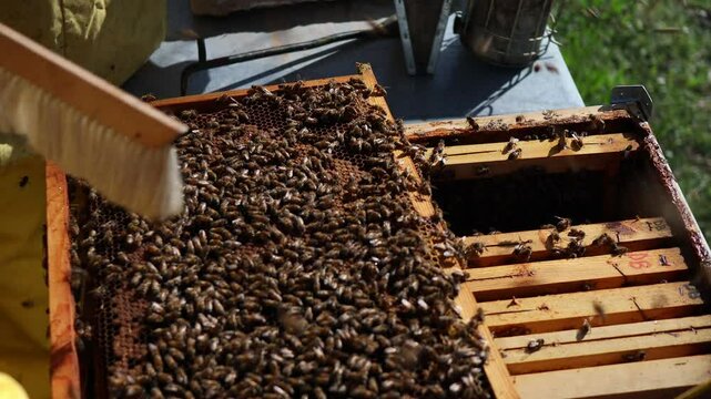 Closeup of beekeepers brushing bee hive filled with honey bees