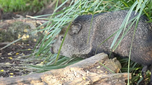 Wild Boar Moving Through Grass