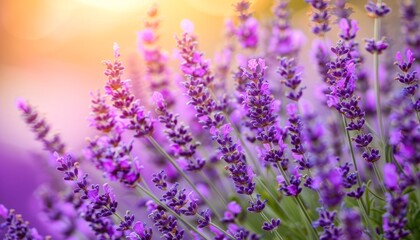 Fototapeta premium Breathtaking sunrise over lavender purple field in full bloom under morning light