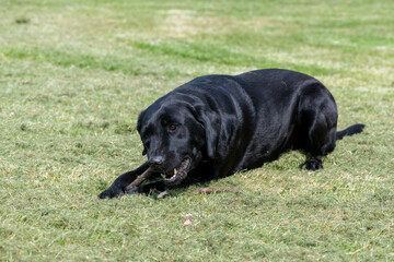 Portrait of a cute black Labrador chewing a stick