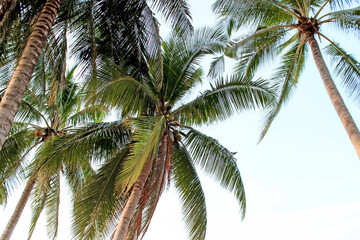 Fototapeta premium Tropical palm trees against a blue sky create a relaxing atmosphere, ideal for a serene vacation