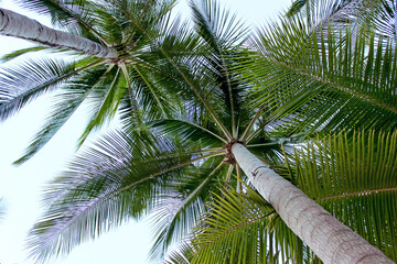 Palm Trees: Serene Tropical Paradise, Soothing Green Foliage, Tranquil Sky, Relaxing Vibe