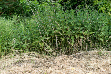 Stinging nettle plants in summer in front of a mown meadow with hay