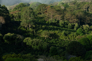 Beauty coffee farm in the mountains of Chiriqui, Panama - stock photo