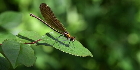 caloptéryx, demoiselle 4