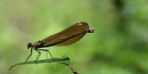 caloptéryx, demoiselle 3