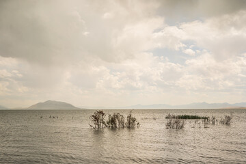 Foliage Growing in Water of Utah Lake