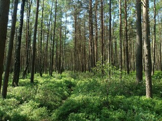 Rekyva forest during sunny summer day. Pine and birch tree woodland. Blueberry bushes are growing in woods. Sunny day with white and gray clouds in sky. Summer season. Nature. Rekyvos miskas.