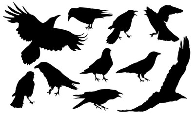 Set of silhouettes of crows Corvus corax in different poses stand, croak and fly. Wild birds of nature and cities. Realistic vector animal