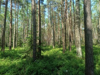 Rekyva forest during sunny summer day. Pine and birch tree woodland. Blueberry bushes are growing in woods. Sunny day with white and gray clouds in sky. Summer season. Nature. Rekyvos miskas.