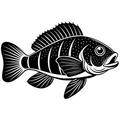 fish on a white background