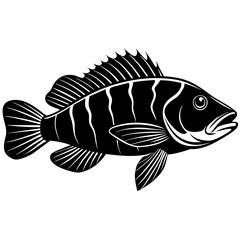 illustration of a fish