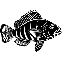 illustration of a fish