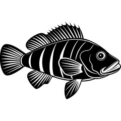 illustration of a fish