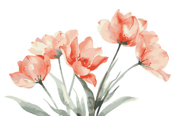 watercolor pastel coral tulips, spring flowers bunch isolated on white background, clipart