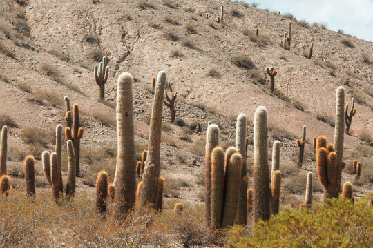 Cactus in Argentina