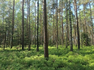 Rekyva forest during sunny summer day. Pine and birch tree woodland. Blueberry bushes are growing in woods. Sunny day with white and gray clouds in sky. Summer season. Nature. Rekyvos miskas.