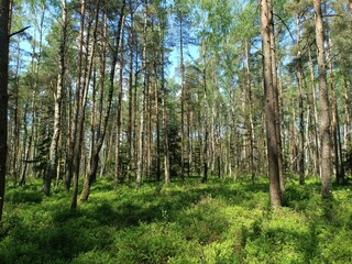 Rekyva forest during sunny summer day. Pine and birch tree woodland. Blueberry bushes are growing in woods. Sunny day with white and gray clouds in sky. Summer season. Nature. Rekyvos miskas.