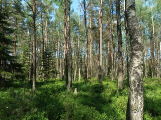 Rekyva forest during sunny summer day. Pine and birch tree woodland. Blueberry bushes are growing in woods. Sunny day with white and gray clouds in sky. Summer season. Nature. Rekyvos miskas.