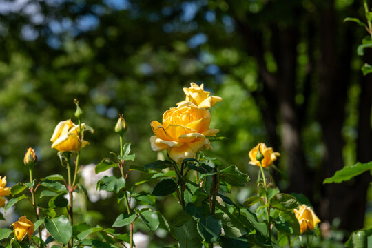 薔薇　マルコポーロ