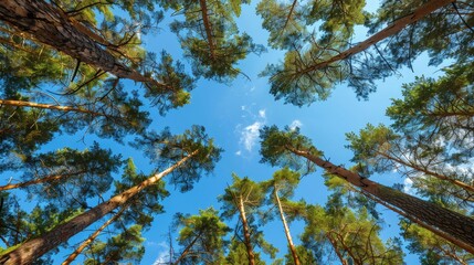 Fototapeta premium Pine trees in a forest under a blue sky