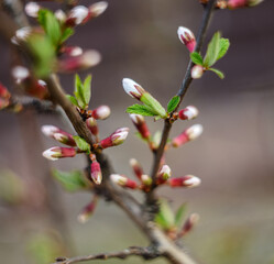 Cherry flowers buds. Selective focus with shallow depth of field.