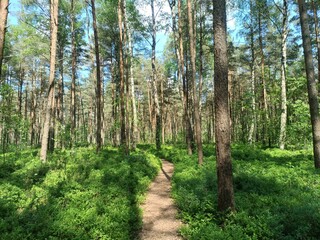 Rekyva forest and lake during sunny summer day. Pine and birch tree woodland. Wavy lake. Bushes and small trees are growing in woods. Sunny day with white clouds in sky. Nature. Rekyvos miskas.