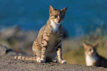 Cats and kittens on the streets of Istanbul