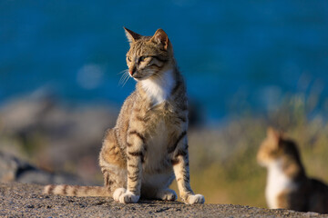 Cats and kittens on the streets of Istanbul