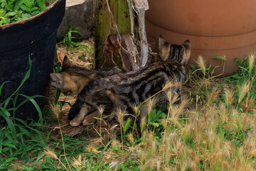 Cats and kittens on the streets of Istanbul