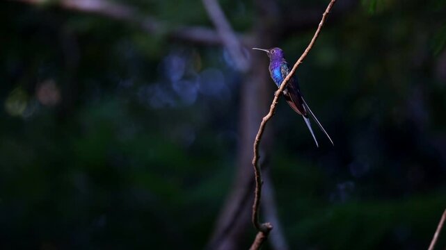 Swallow-tailed Hummingbird perched with long tongue on trilha dps tucanes reserve