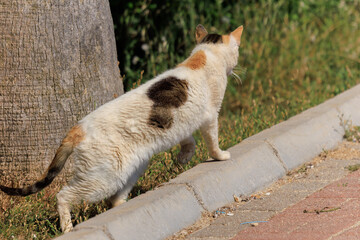 Cats and kittens on the streets of Istanbul