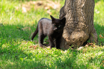Cats and kittens on the streets of Istanbul