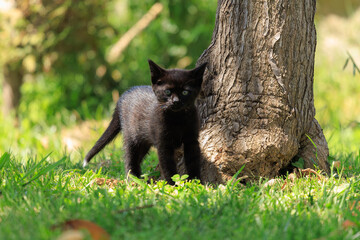 Cats and kittens on the streets of Istanbul