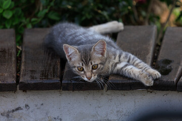 Cats and kittens on the streets of Istanbul