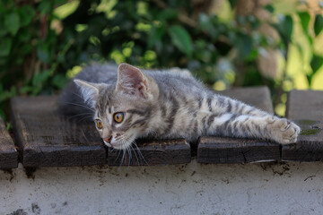 Cats and kittens on the streets of Istanbul