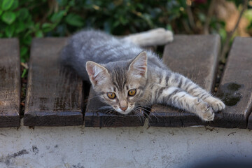 Cats and kittens on the streets of Istanbul