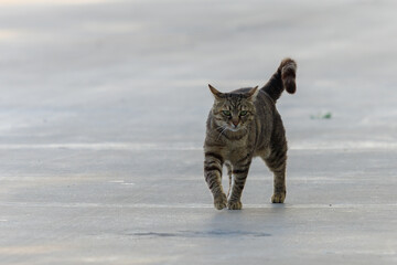 Cats and kittens on the streets of Istanbul
