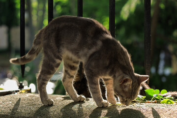 Cats and kittens on the streets of Istanbul